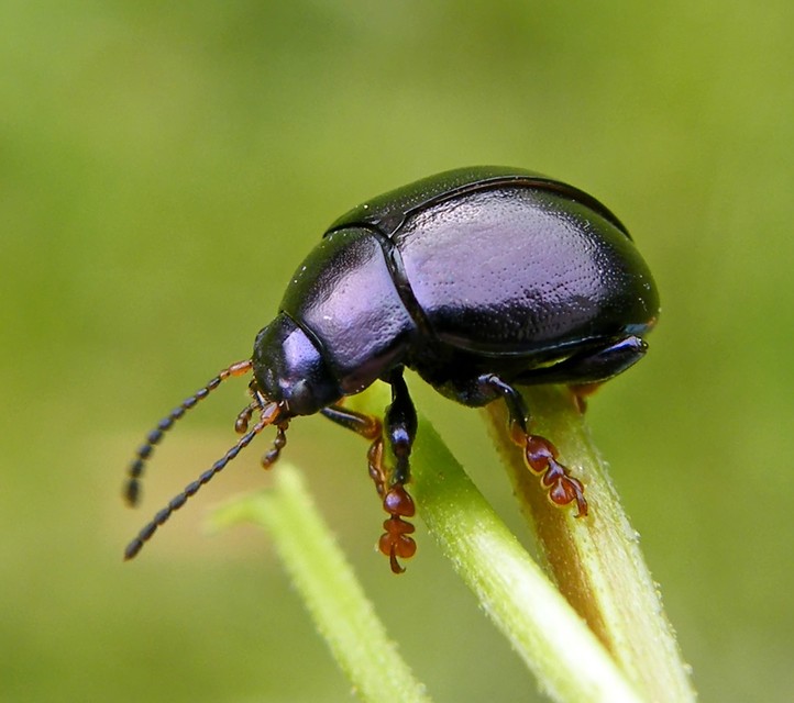 Chrysolina sturmi - vöröslábú levelész