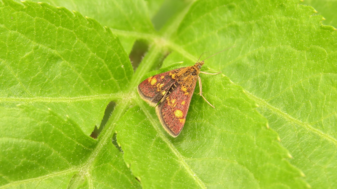 Pyrausta aurata - aranyló bíbormoly