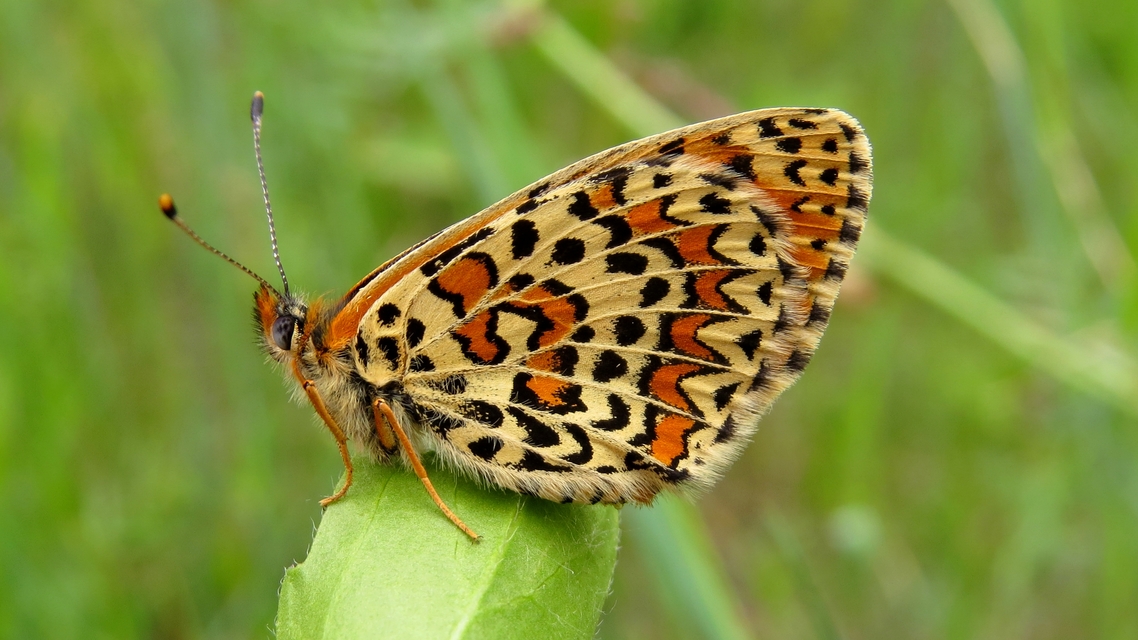 Melitaea trivia - kis tarkalepke
