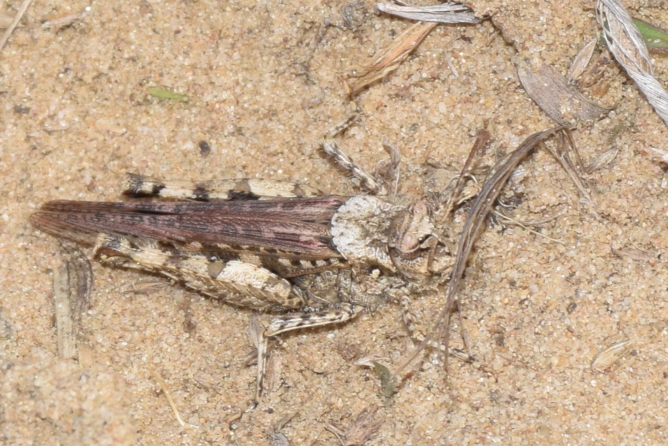Acrotylus insubricus - önbeásósáska