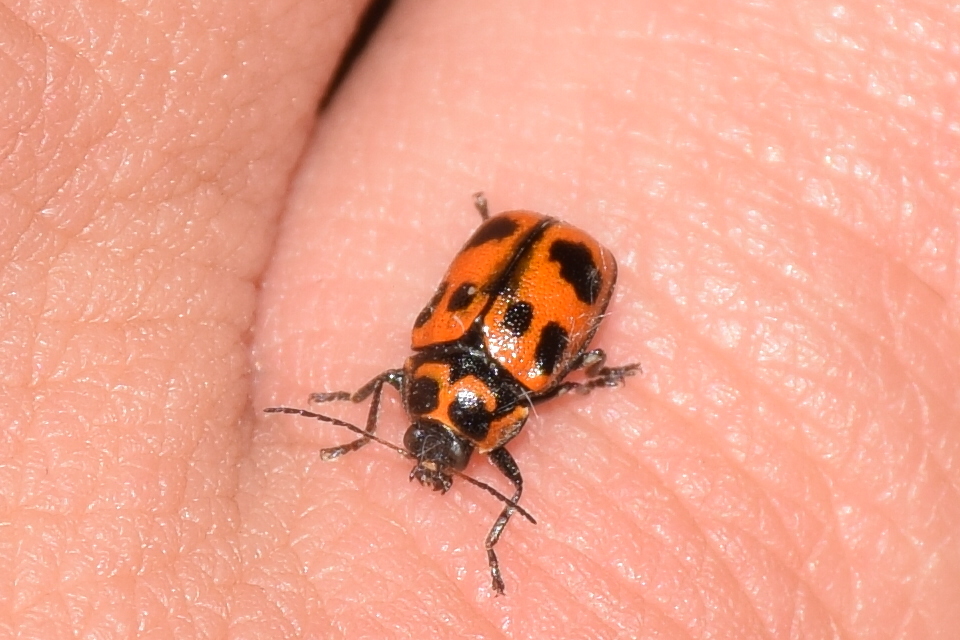 Cryptocephalus sexpunctatus - hatfoltos zömökbogár Cryptocephalus sexpunctatus - hatfoltos zömökbogár