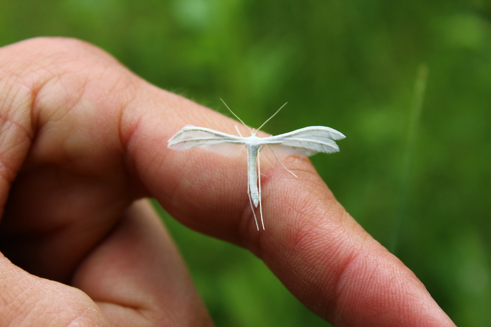 Pterophorus pentadactyla - fehér tollasmoly