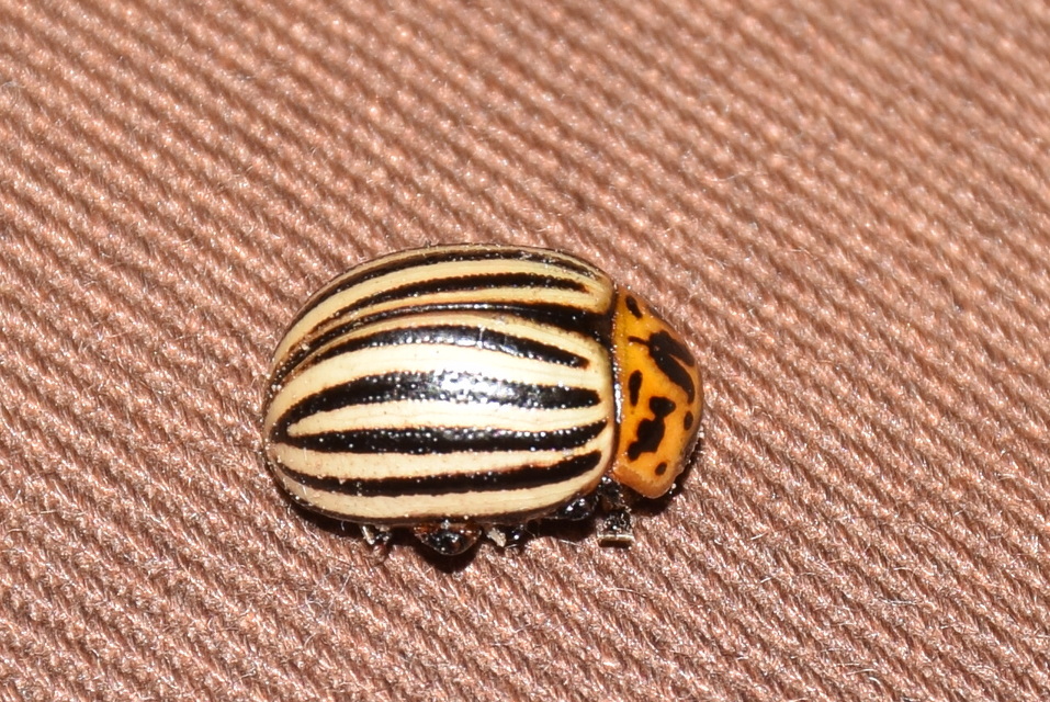 Leptinotarsa decemlineata - burgonyabogár