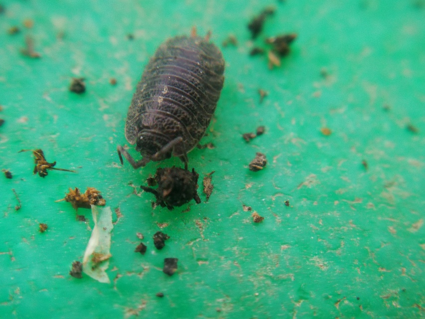 Porcellio scaber - érdes pinceászka