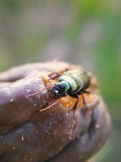 Harpalus distinguendus - mezei lomhafutó
