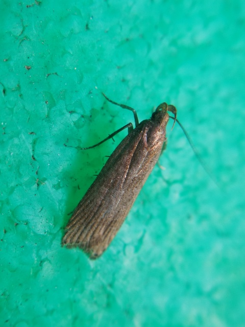 Gelechiidae - sarlósajkú-molylepkefélék