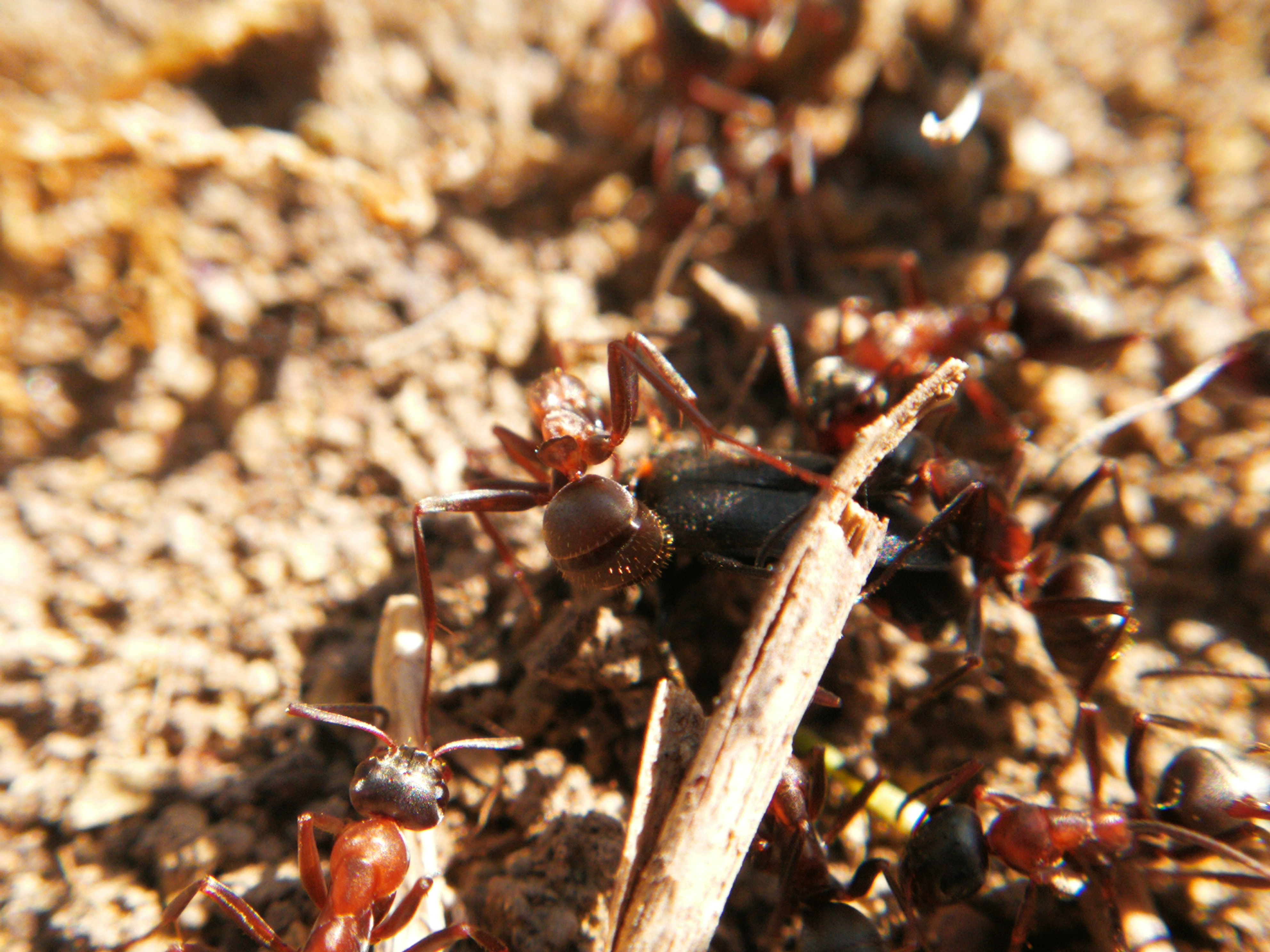 Formica rufibarbis - vörös rabszolgahangya
