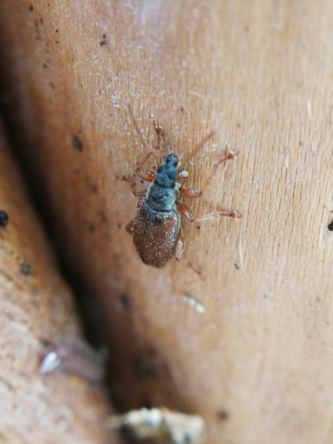 Phyllobius oblongus - közönséges levélormányos