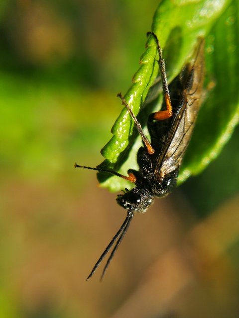 Tenthredinidae - valódi levéldarazsak