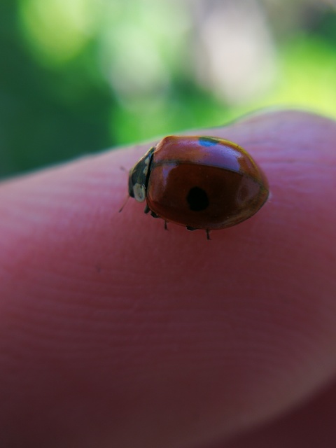 Adalia bipunctata - kétpettyes katica