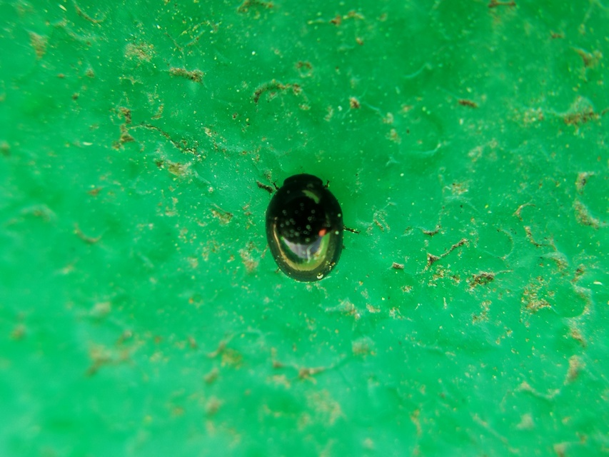 Phalacridae - kalászbogárfélék Phalacridae - kalászbogárfélék