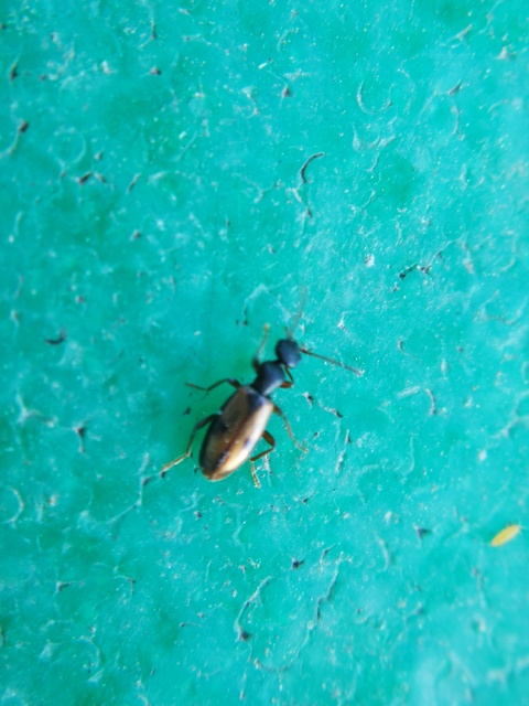 Cordicomus gracilis
