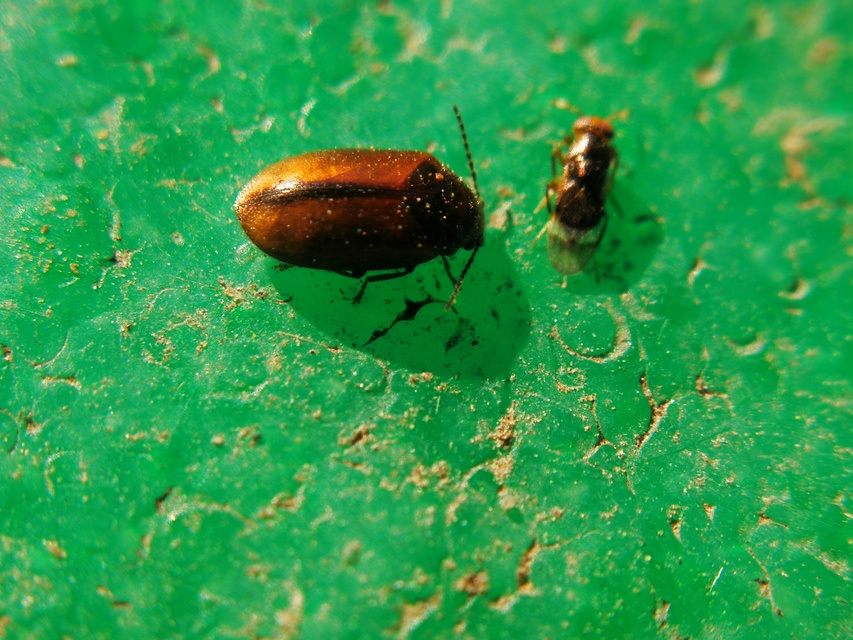 Scirtidae - rétbogárfélék