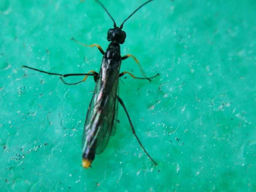 Cephidae - szalmadarazsak