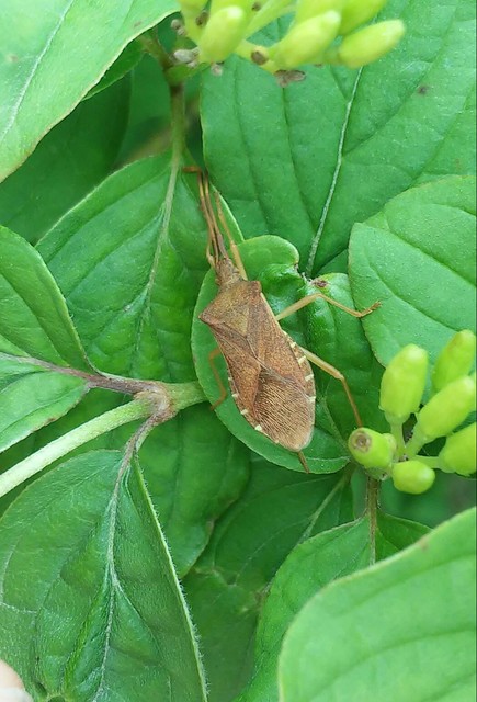 Gonocerus acuteangulatus - aranypetés karimáspoloska