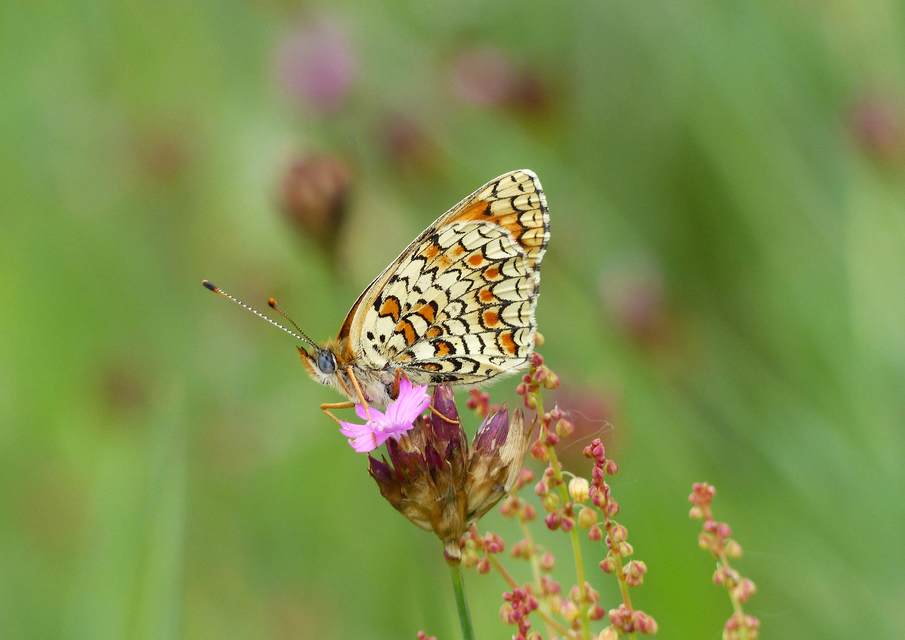 Melitaea phoebe - nagy tarkalepke