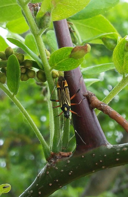 Miris striatus - sávos mezeipoloska