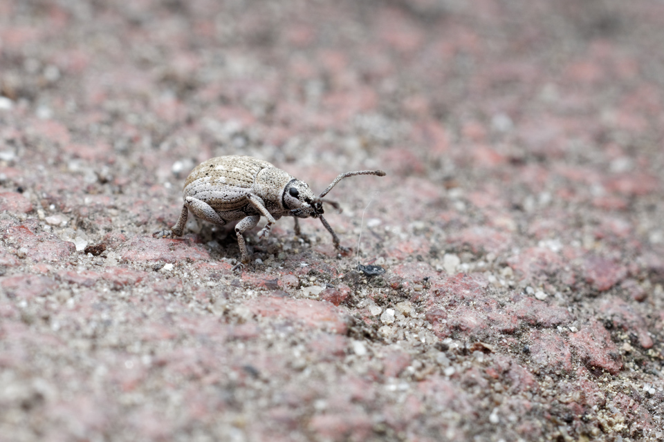Peritelus familiaris - nagy kendermagbogár