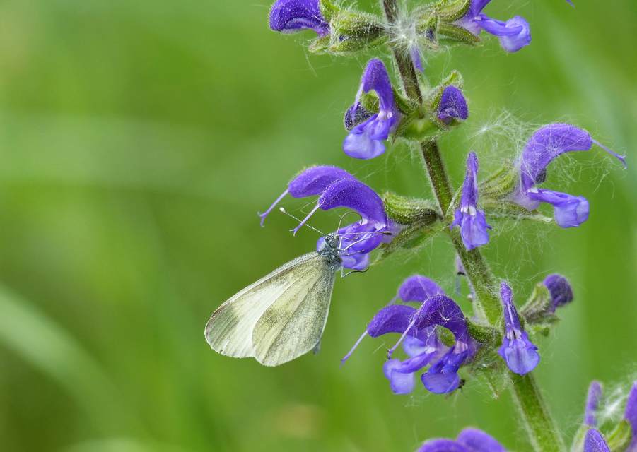 Leptidea sinapis - mustárlepke
