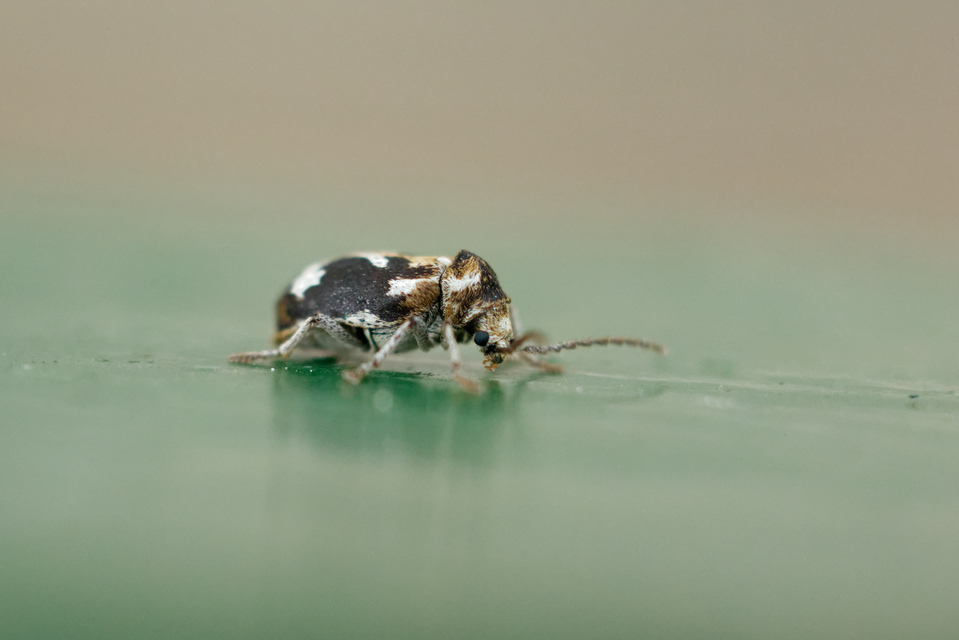 Ptinomorphus imperialis - díszes álszú