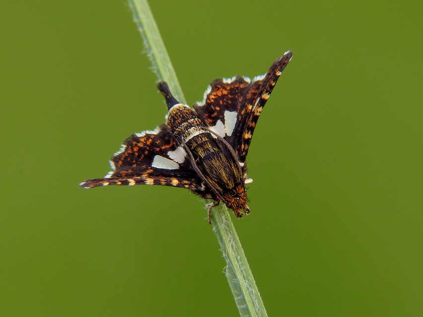 Thyris fenestrella - gyakori ablakosmoly