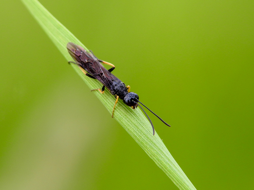Cephidae - szalmadarazsak