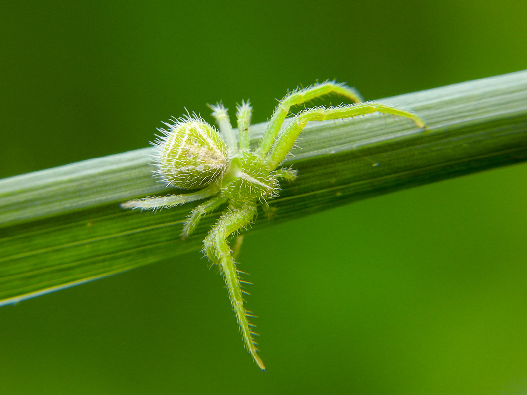 Heriaeus hirtus - bozontos karolópók