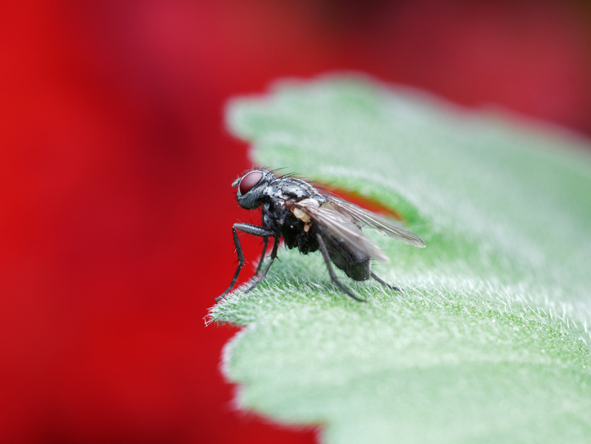 Muscidae - igazi legyek