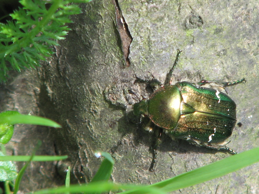Cetonia aurata - aranyos virágbogár
