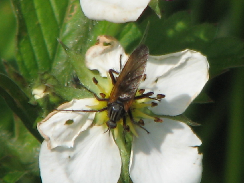 Empididae - táncoslegyek