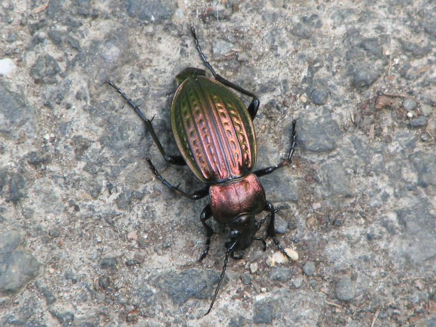 Carabus ulrichii - rezes futrinka Carabus ulrichii - rezes futrinka