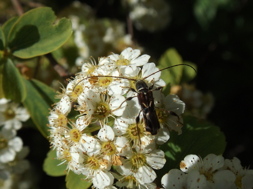 Molorchus minor - kis légycincér