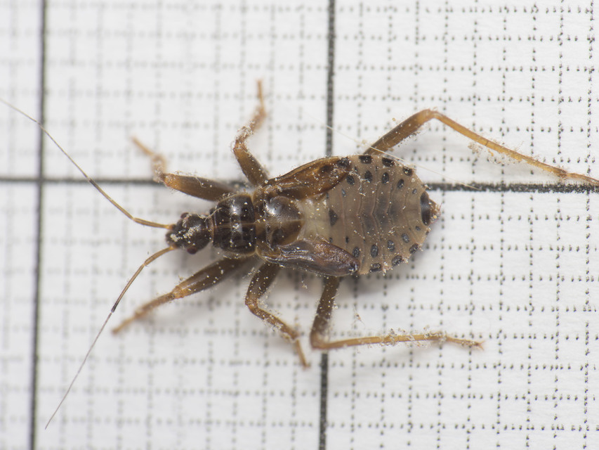 Reduvius personatus - szemetes zugpoloska