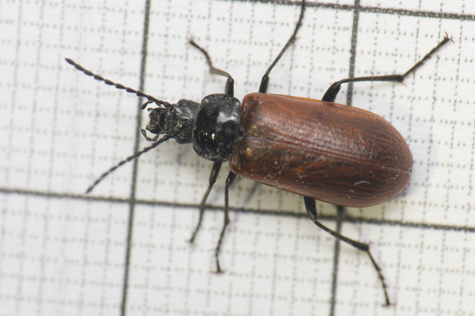 Omophlus proteus - közönséges pejbogár Omophlus proteus - közönséges pejbogár