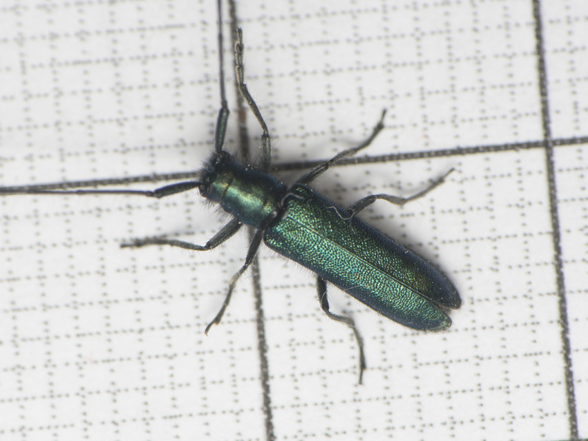 Agapanthia violacea - kék somkórócincér