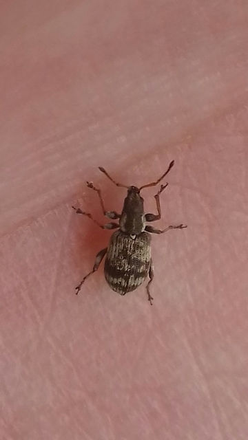 Oedecnemidius varius - tarka tölgyormányos