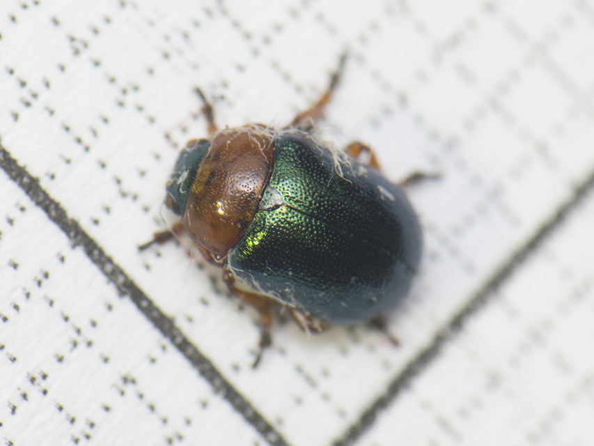 Gastrophysa polygoni - paraj-levélbogár Gastrophysa polygoni - paraj-levélbogár