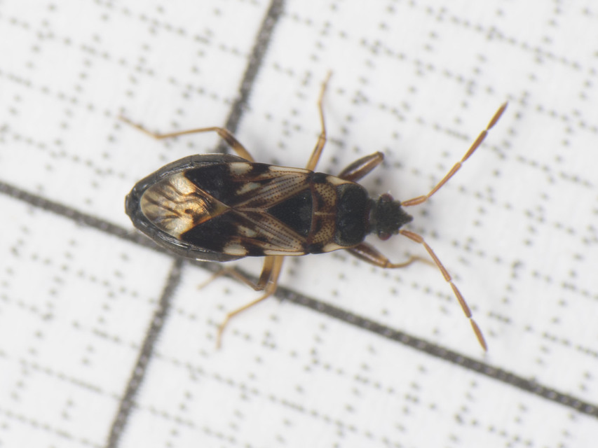 Scolopostethus pictus Scolopostethus pictus