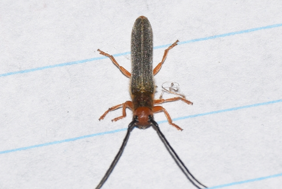 Oberea erythrocephala - pirosfejű kutyatejcincér