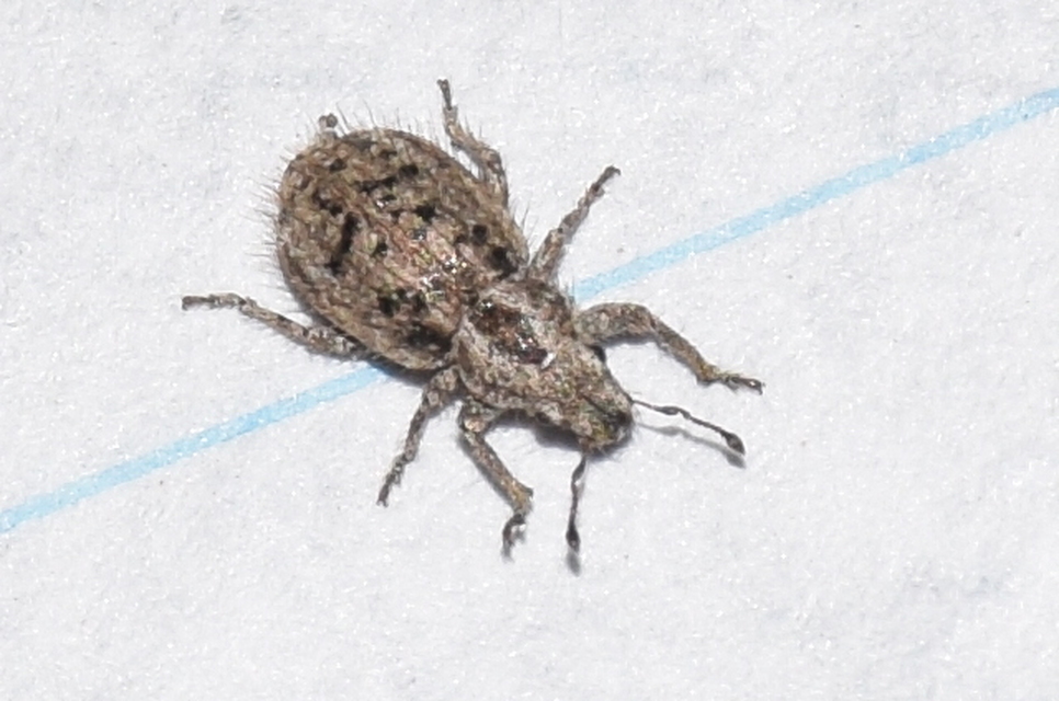 Cycloderes pilosulus - pikkelyeslábú ormányos