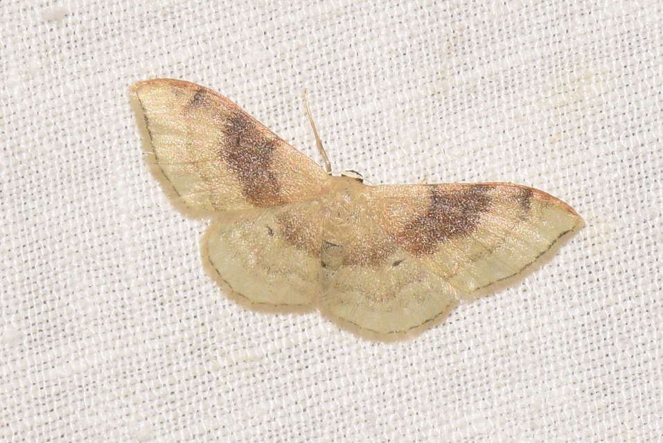 Idaea degeneraria - barnasávos araszoló