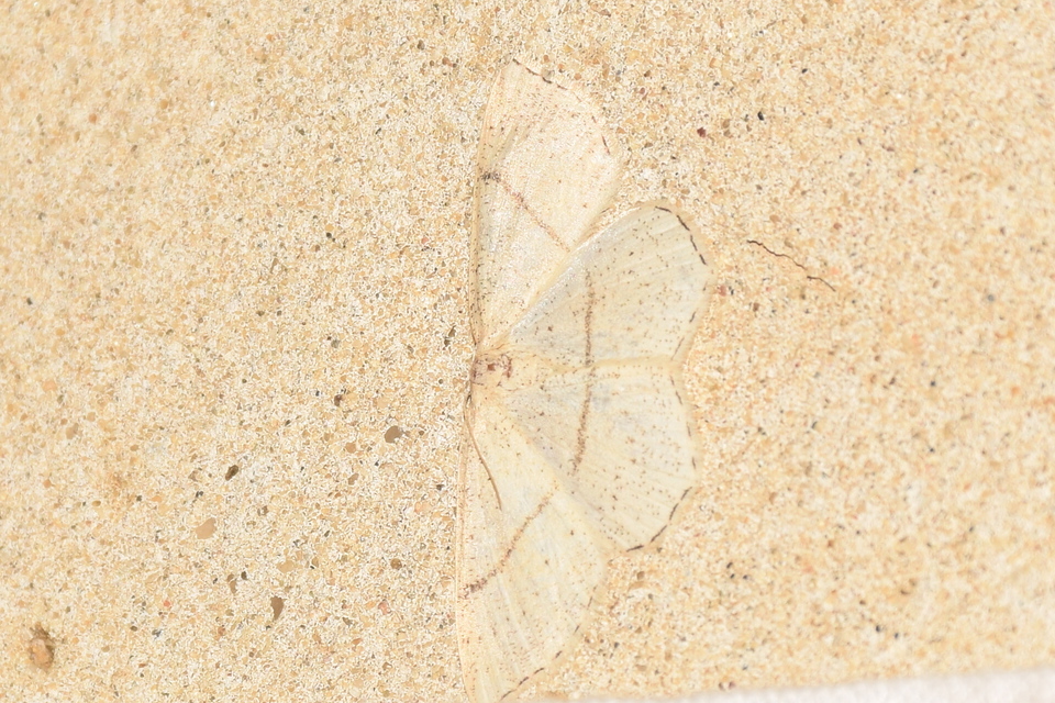 Cyclophora punctaria - sávos pettyesaraszoló