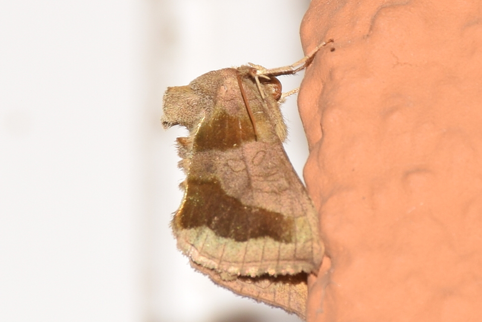 Diachrysia chrysitis - aranybagoly
