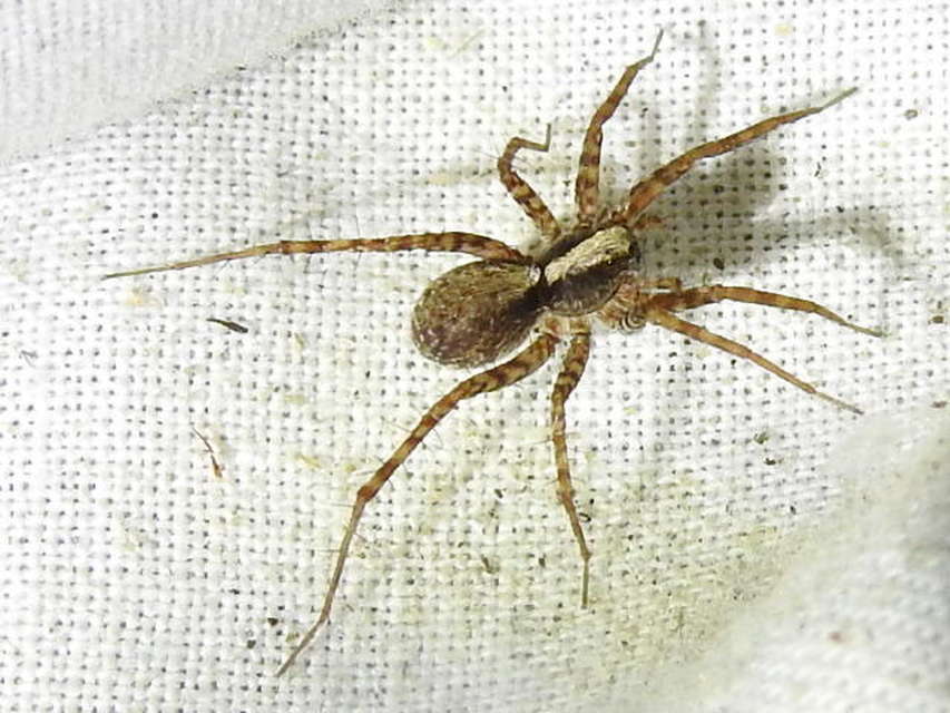 Pardosa alacris/lugubris