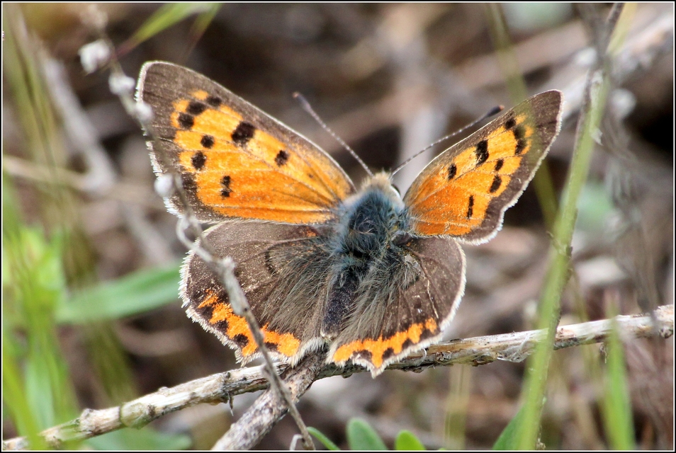 Lycaena phlaeas - közönséges tűzlepke