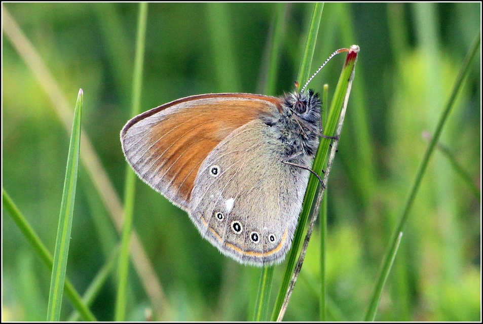 Coenonympha glycerion - közönséges szénalepke