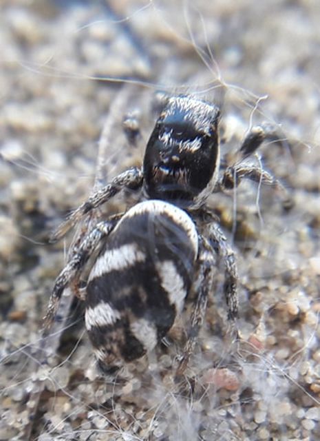 Salticus zebraneus - zebra ugrópók