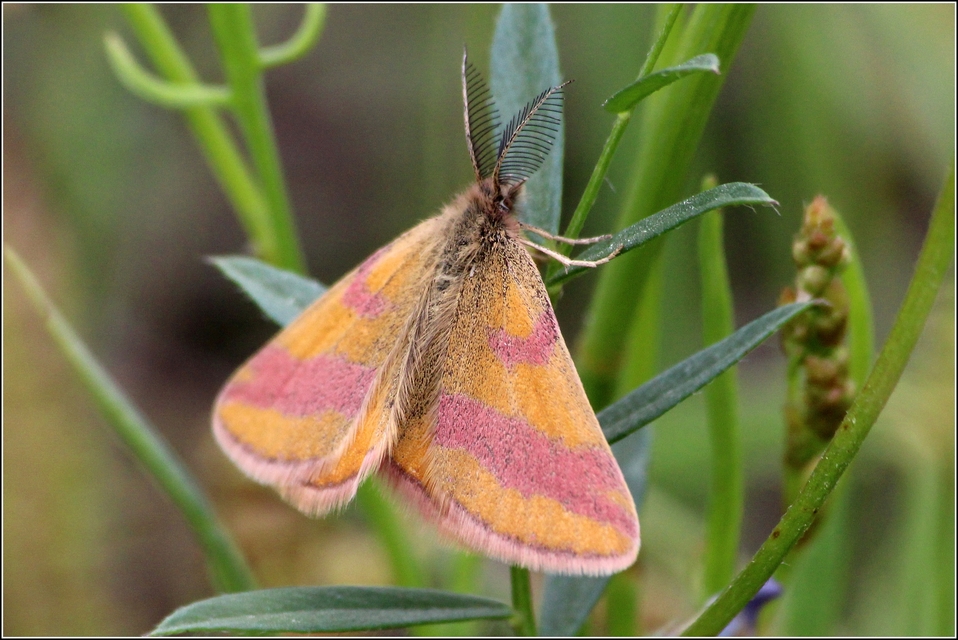 Lythria cruentaria - bíborcsíkos araszoló