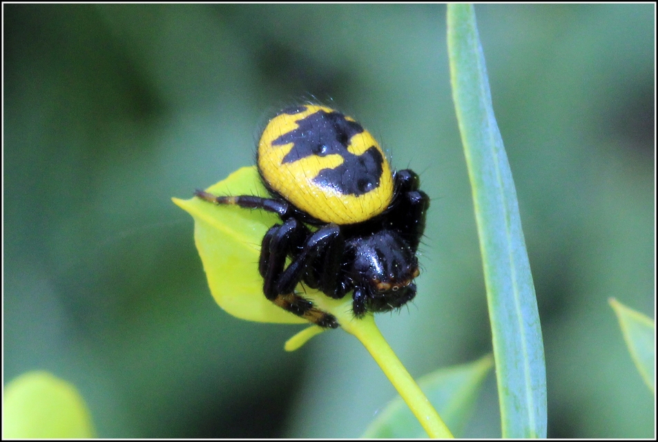 Synema ornatum - kutyatej-karolópók