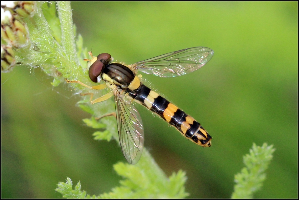 Sphaerophoria